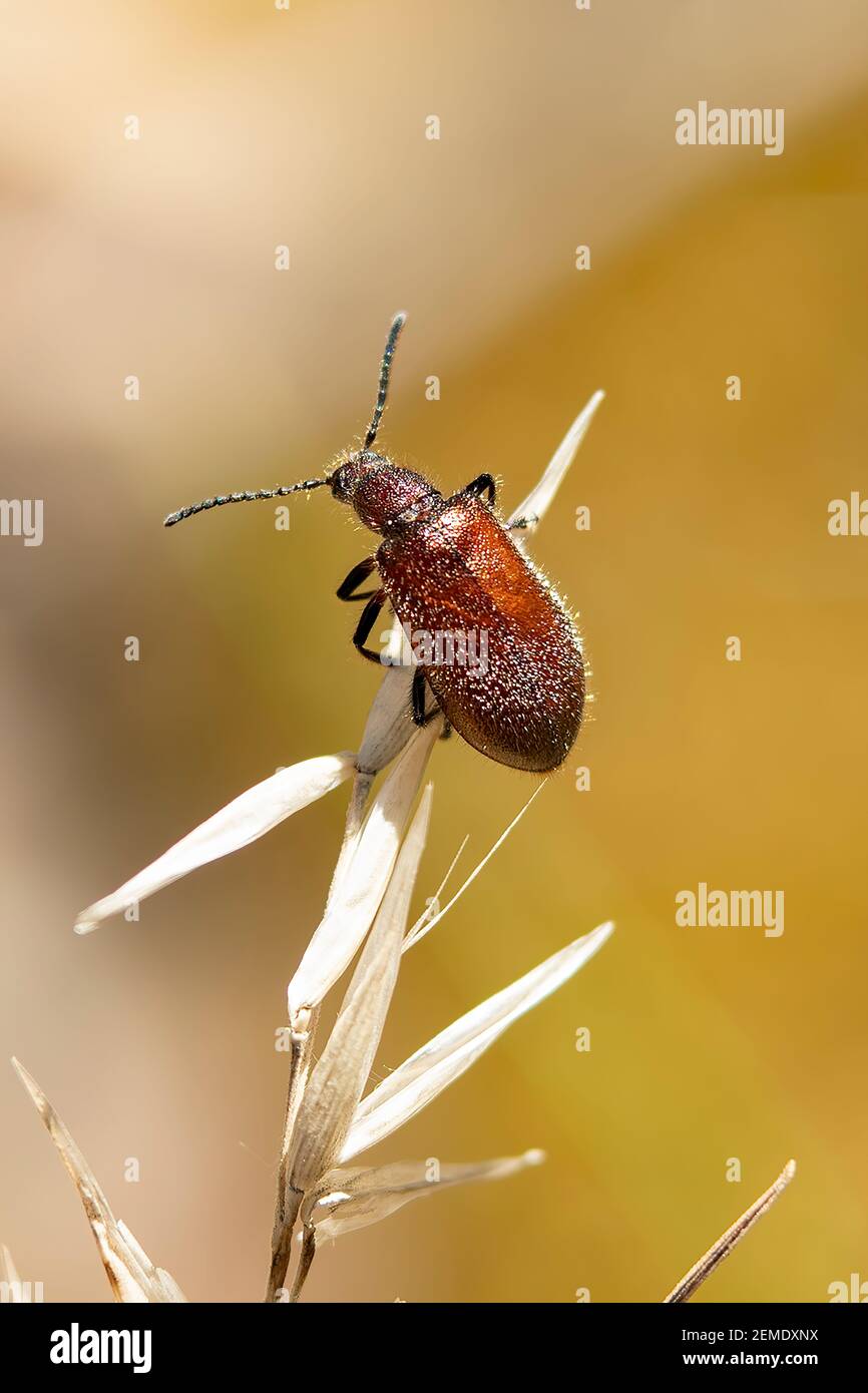 Honeybrown Beetle, Ecnolagria grandis Stockfoto