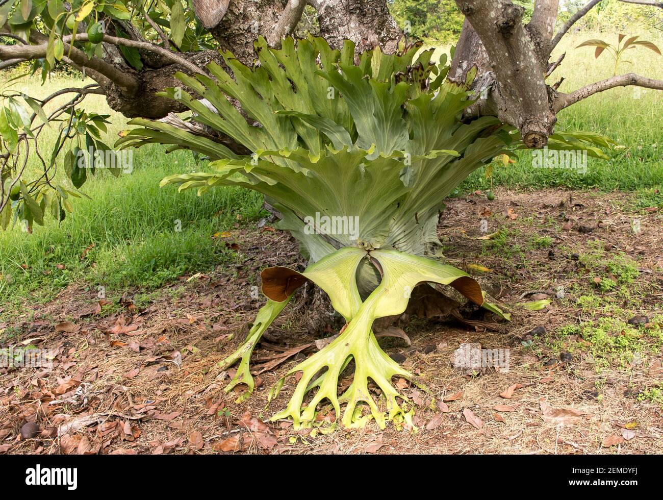 Ein großer australischer Staghornfarn, Platycerium bifurcatum, der um den Stamm eines Avocadobaums (Persea americana) in Australien wächst. Stockfoto