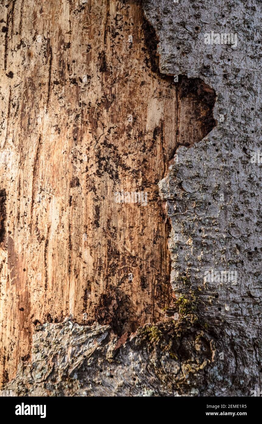Baumrinde, abstrakte Nahaufnahme von rauer Oberfläche, Struktur, Muster, alt, Jahrgang, Grunge, Holzhintergrund, Holz, Deutschland, Europa Stockfoto