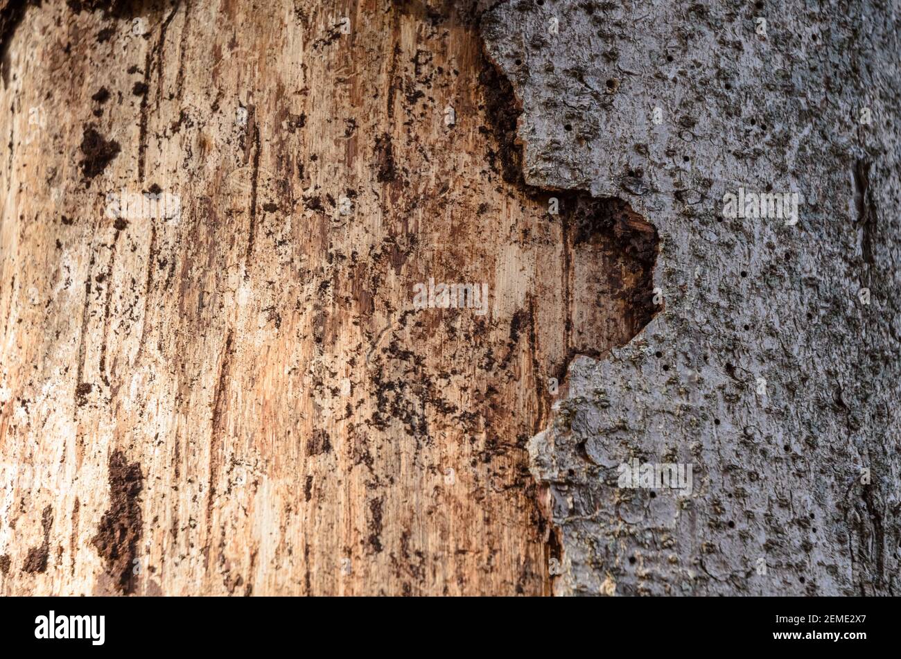 Baumrinde, abstrakte Nahaufnahme von rauer Oberfläche, Struktur, Muster, alt, Jahrgang, Grunge, Holzhintergrund, Holz, Deutschland, Europa Stockfoto