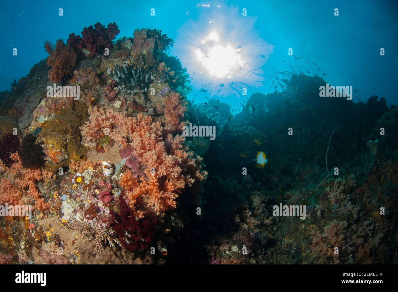Koralle, Anthozoa Klasse, Wand mit Sonne im Hintergrund, Dante's Wall Tauchplatz, Lembeh Straits, Sulawesi, Indonesien Stockfoto