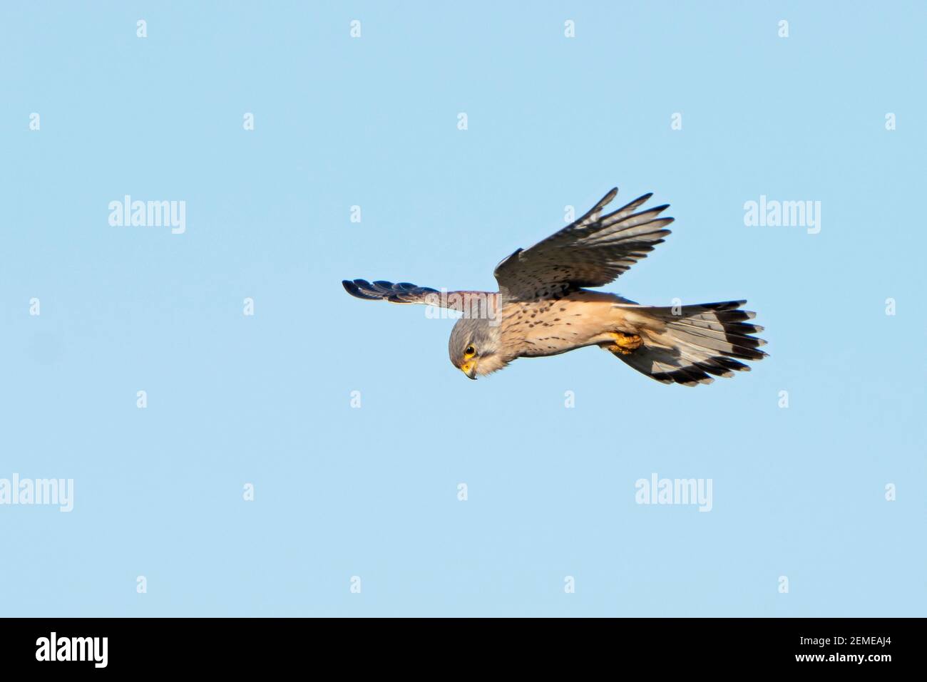 Kestrel, Falco tununculus, Männchen schwebend, North Norfolk, Winter Stockfoto