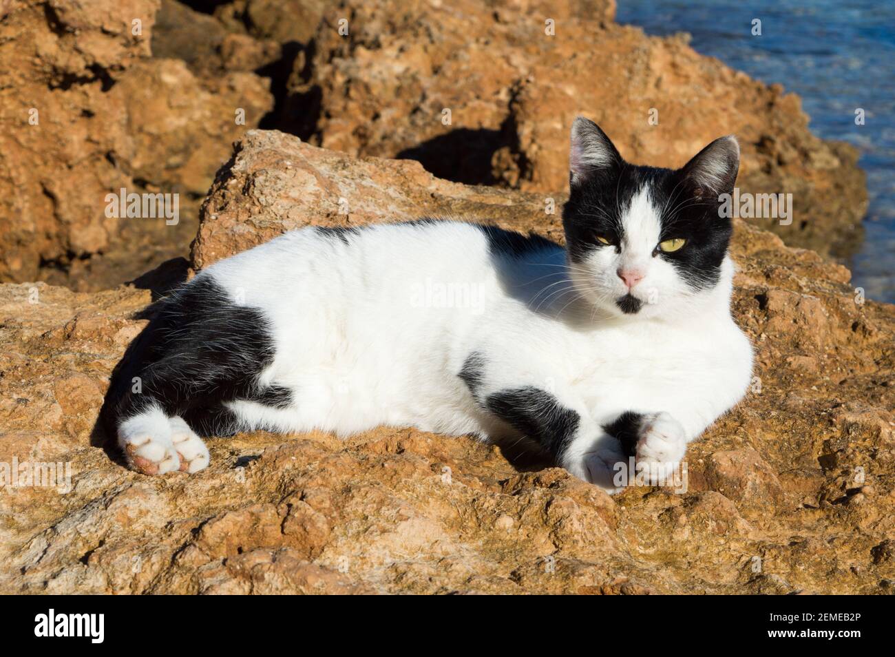 Lustige schwarz-weiße Katze genießen Sonne und Ruhe am Strand, Adriaküste, Kroatien Stockfoto