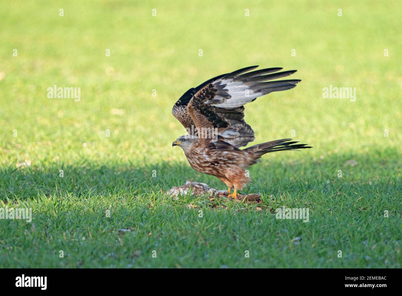 Red Kite, Milvus milvus, Holkham, North Norfolk, Februar Stockfoto