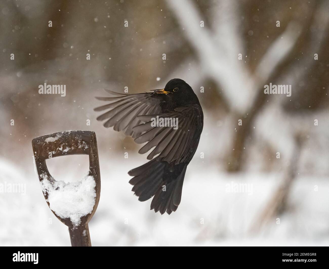 Amsel, Turdus merula, Männchen im Schnee im Garten, North Norfolk, Februar Stockfoto
