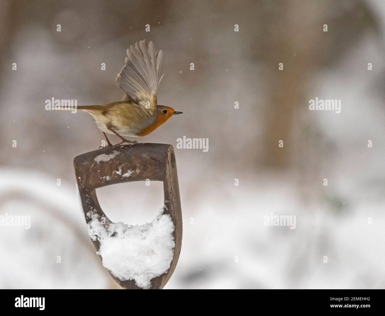 Europäischer Robin, Erithacus rubecula im Garten im Schnee, Winter, Nord-Norfolk Stockfoto