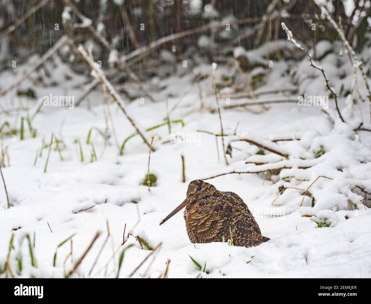 Eurasian Woodcock, Scolopax rusticola, Fütterung am Waldrand bei kaltem Wetter, North Norfolk Februar Stockfoto