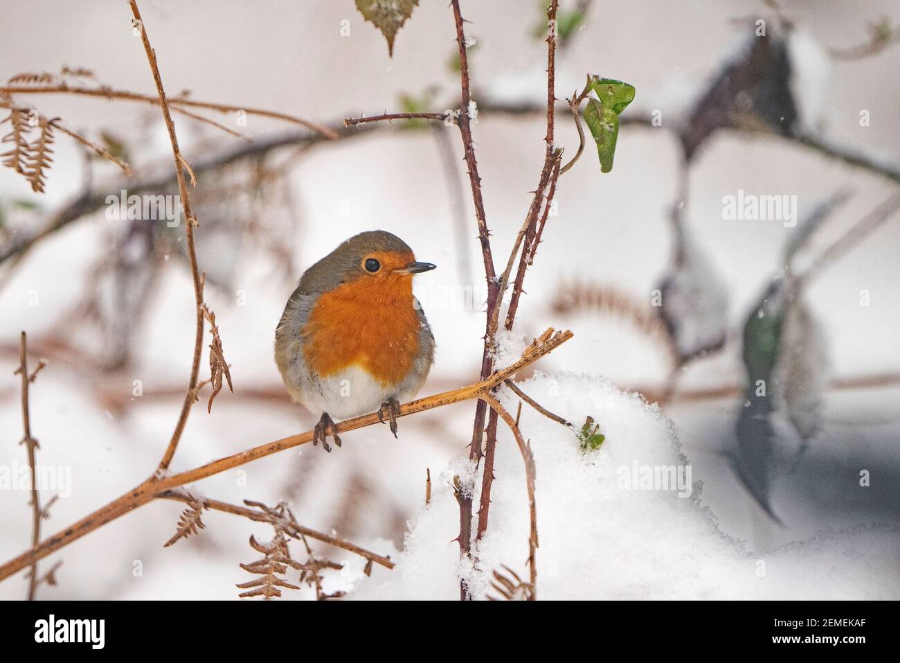 Europäischer Robin, Erithacus rubecula im Garten im Schnee, Winter, Nord-Norfolk Stockfoto