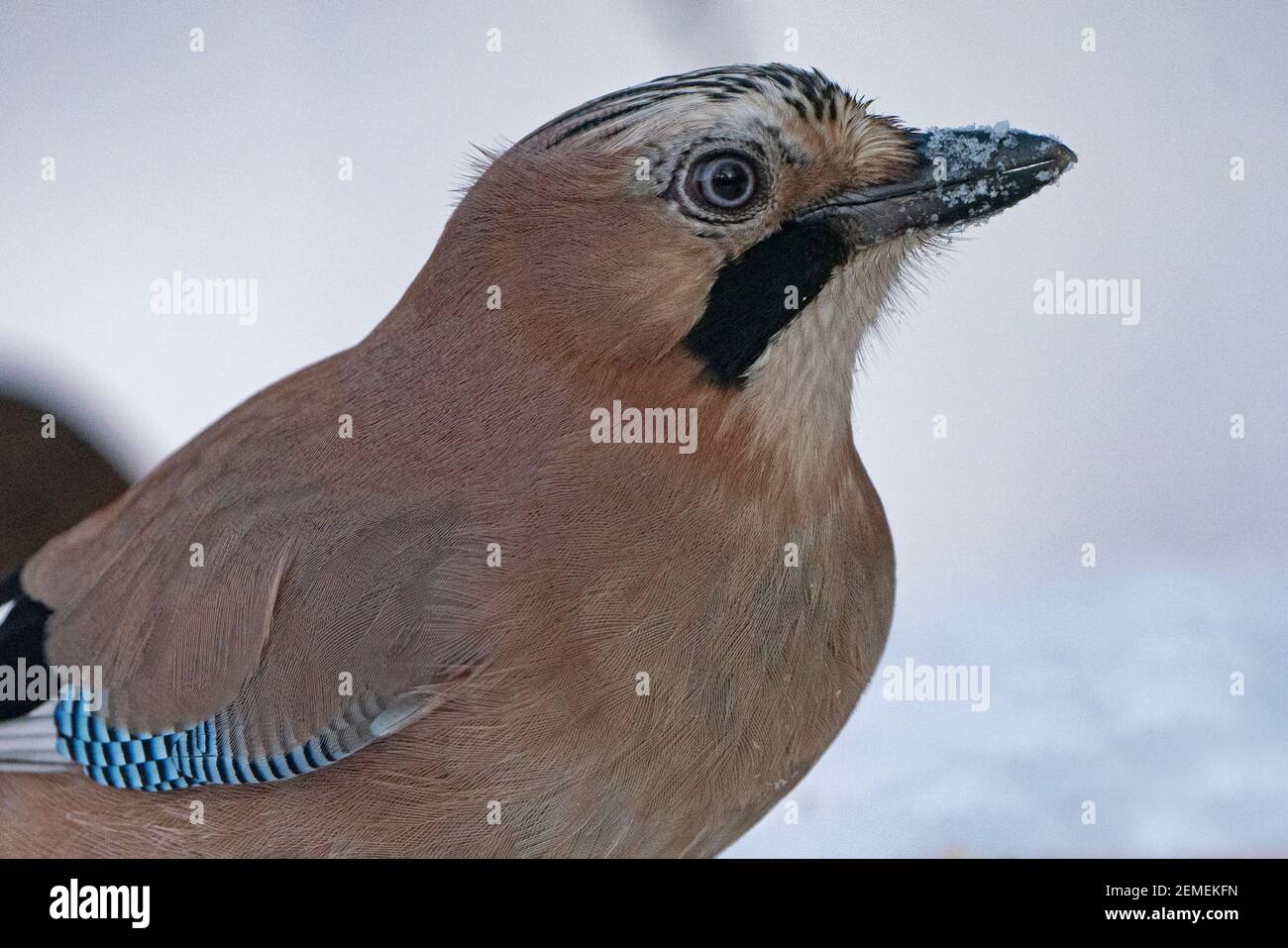 Eurasian Jay, Garrulus glandarius im Wald im Schnee, North Norfolk, Februar Stockfoto