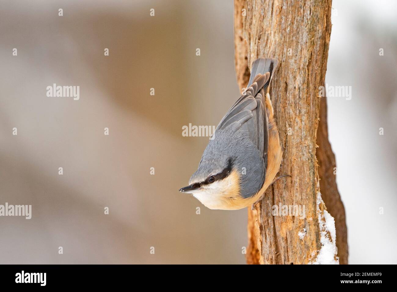 Nuthatch, Sitta europaea, im Garten im Schnee, North Norfolk, Februar Stockfoto