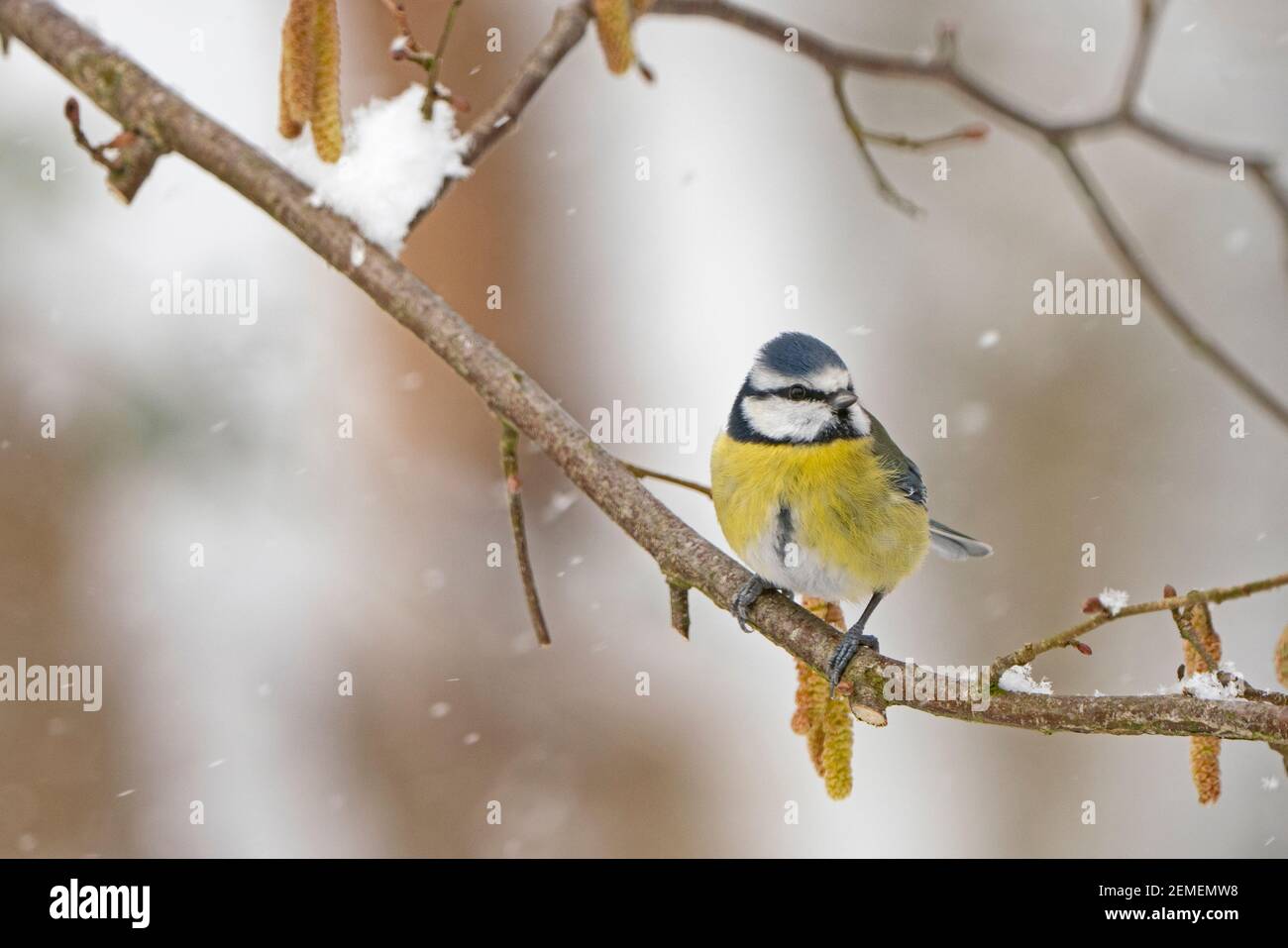 Blauzens, Cyanistes caeruleus, im Garten im Schnee, North Norfolk, Februar Stockfoto