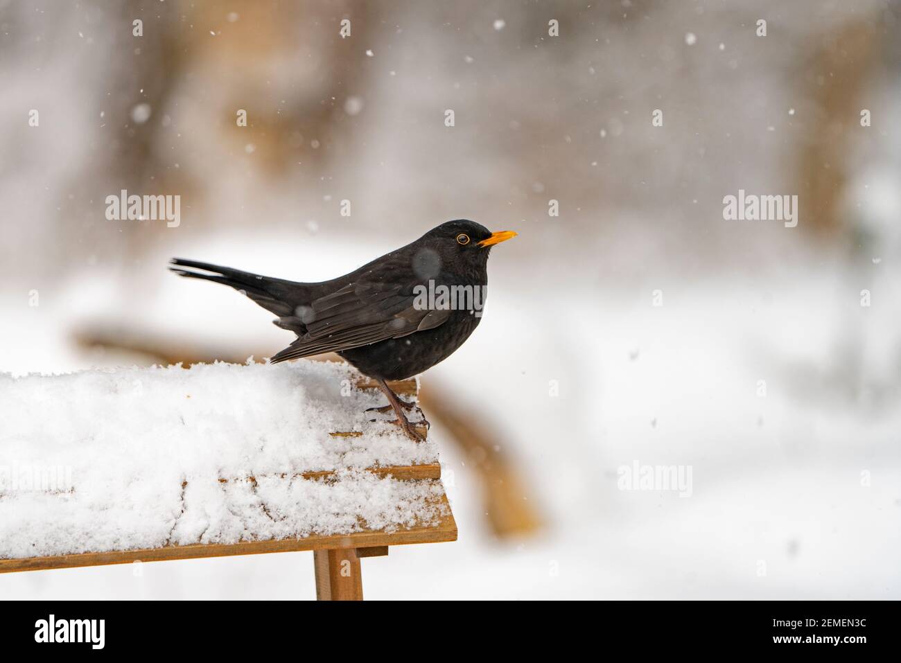 Amsel, Turdus merula, Männchen im Schnee im Garten, North Norfolk, Februar Stockfoto