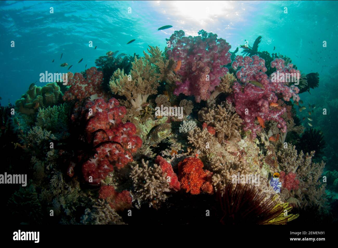 Glomerate Tree Coral, Dendronephthya sp, und kleine Fische mit Sonne im Hintergrund, Golden Passage Tauchplatz, Gili Lawa Darat, Komodo Island, Indonesien Stockfoto