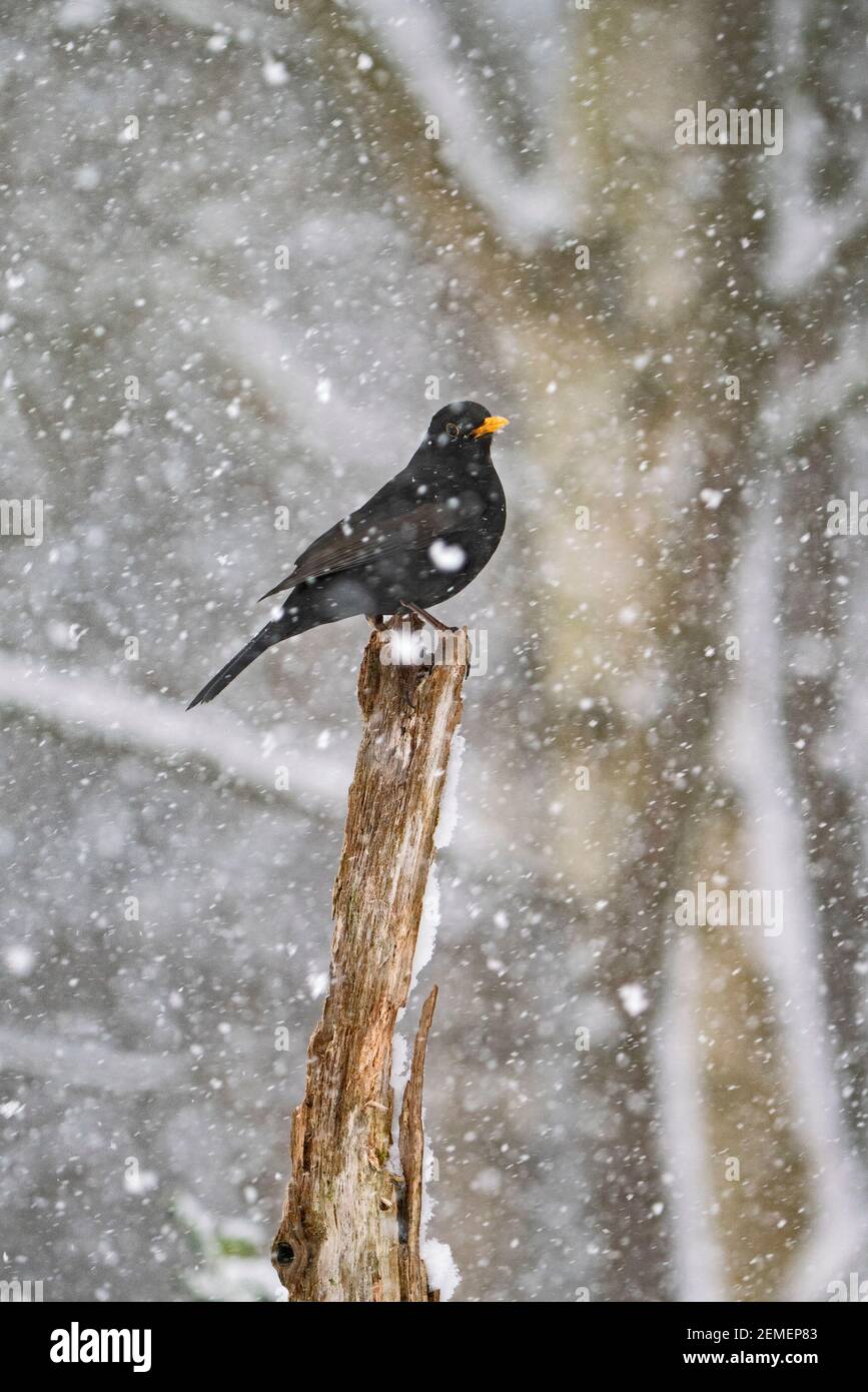 Amsel, Turdus merula, Männchen im Schnee im Garten, North Norfolk, Februar Stockfoto