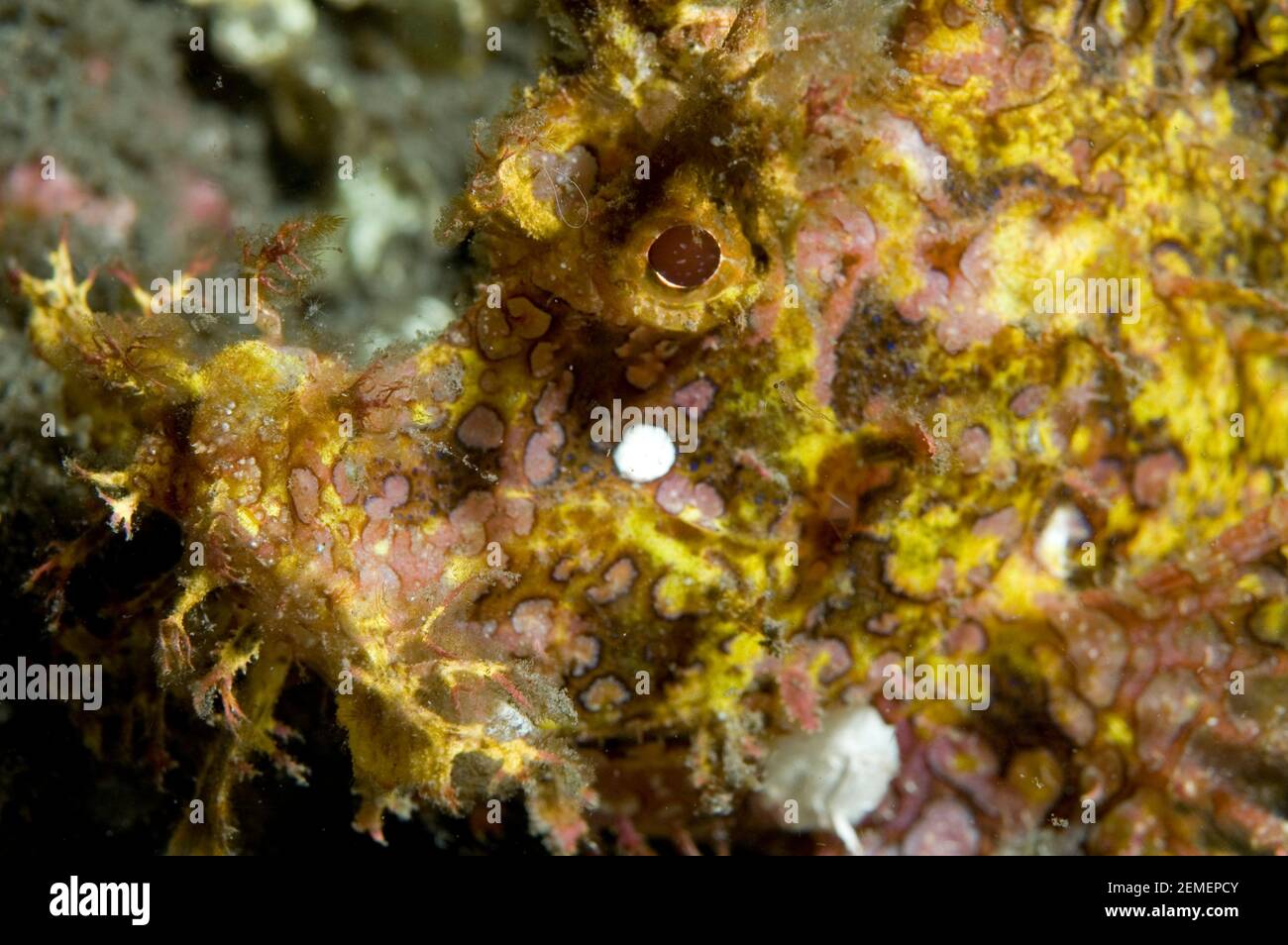 Weedy Scorpionfish, Rhinopias frondosa, Lembeh Straits, Sulawesi, Indonesien Stockfoto