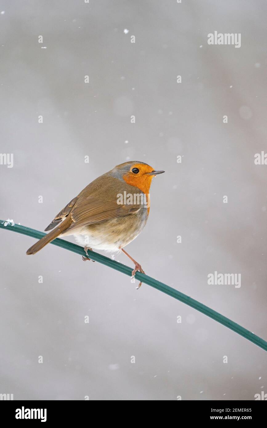 Europäischer Robin, Erithacus rubecula im Garten im Schnee, Winter, Nord-Norfolk Stockfoto