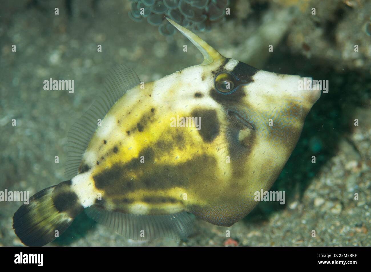 Strapweed Filefish, Pseudomonacanthus macrurus, Lembeh Straits, Sulawesi, Indonesien Stockfoto