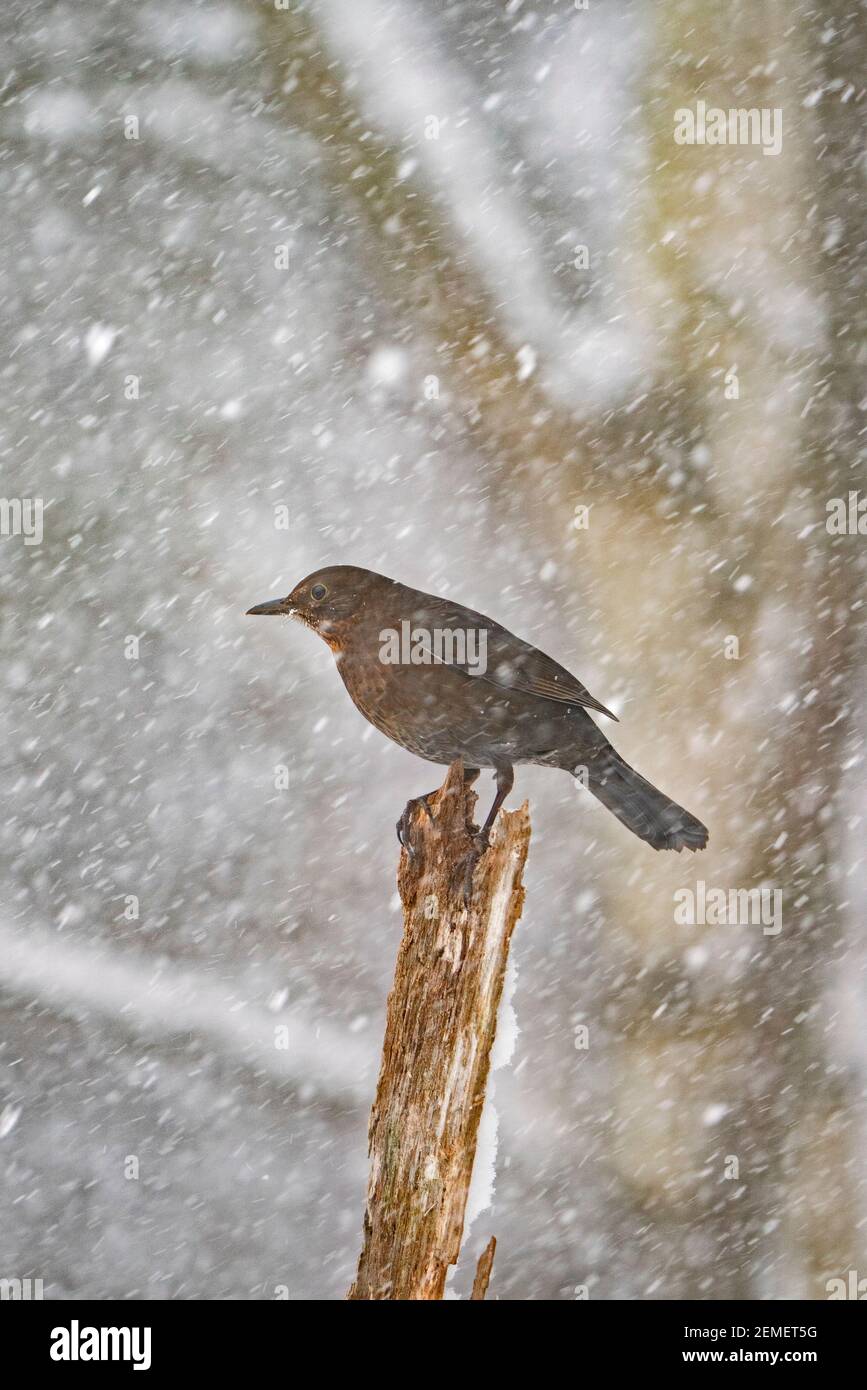 Amsel, Turdus merula, Weibchen im Schnee im Garten, North Norfolk, Februar Stockfoto