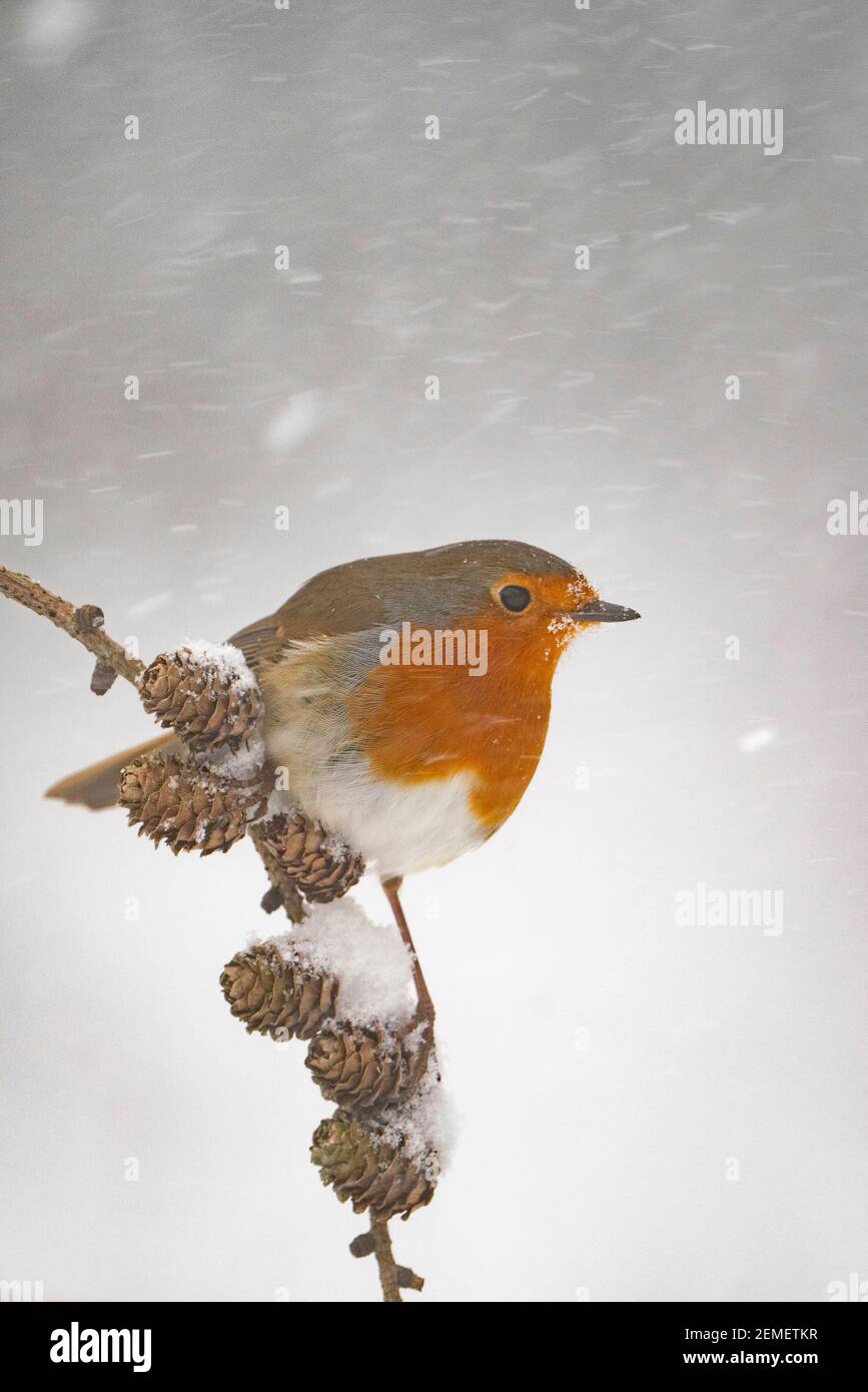 Europäischer Robin, Erithacus rubecula im Garten im Schnee, Winter, Nord-Norfolk Stockfoto