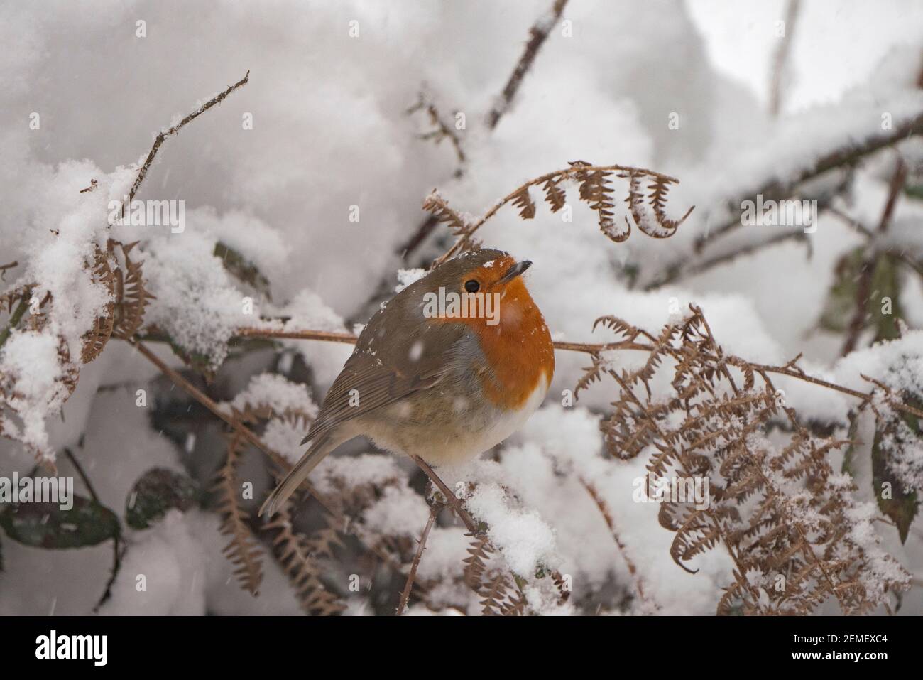 Europäischer Robin, Erithacus rubecula im Garten im Schnee, Winter, Nord-Norfolk Stockfoto