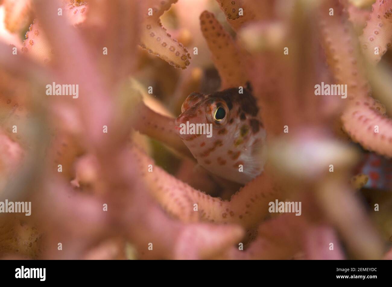 Pixy hawkfish, Cirrhitichthys oxycephalus, versteckt in Korallen, Riong Island, bei Alor, Banda Sea, Indonesien Stockfoto
