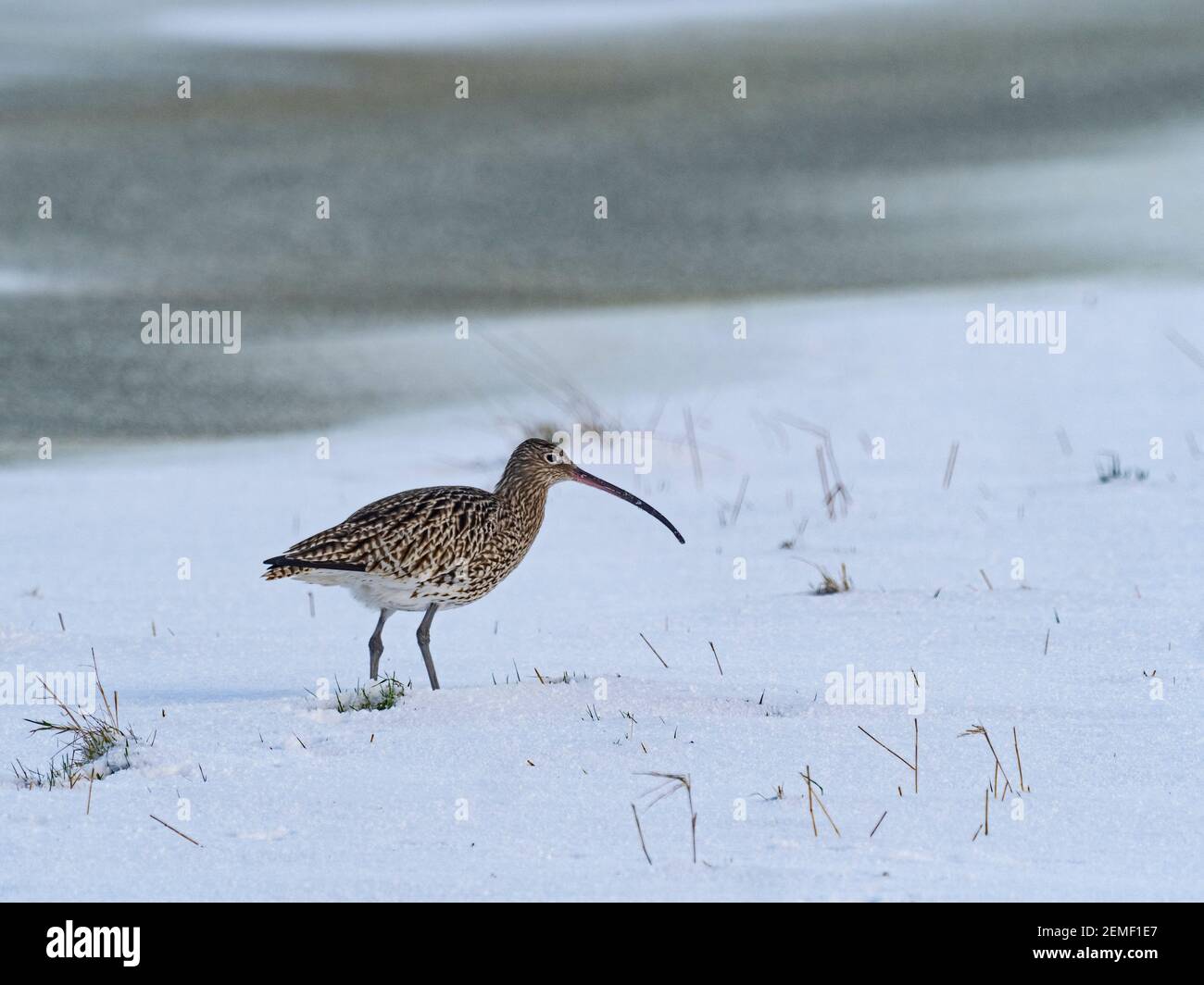 Eurasische Curlew, Numenius arquata im Schnee, North Norfolk, Februar Stockfoto
