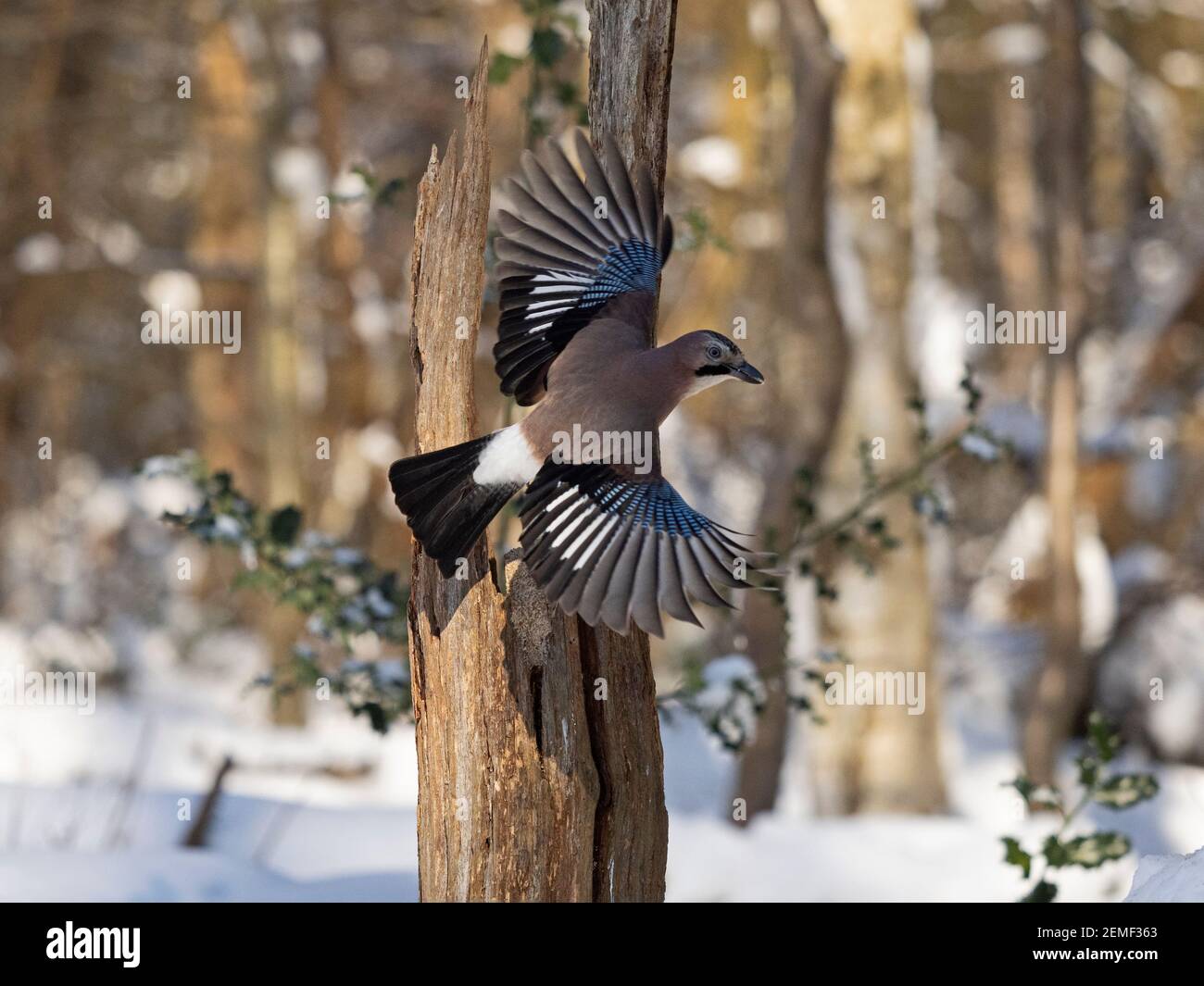 Eurasian Jay, Garrulus glandarius im Wald im Schnee, North Norfolk, Februar Stockfoto