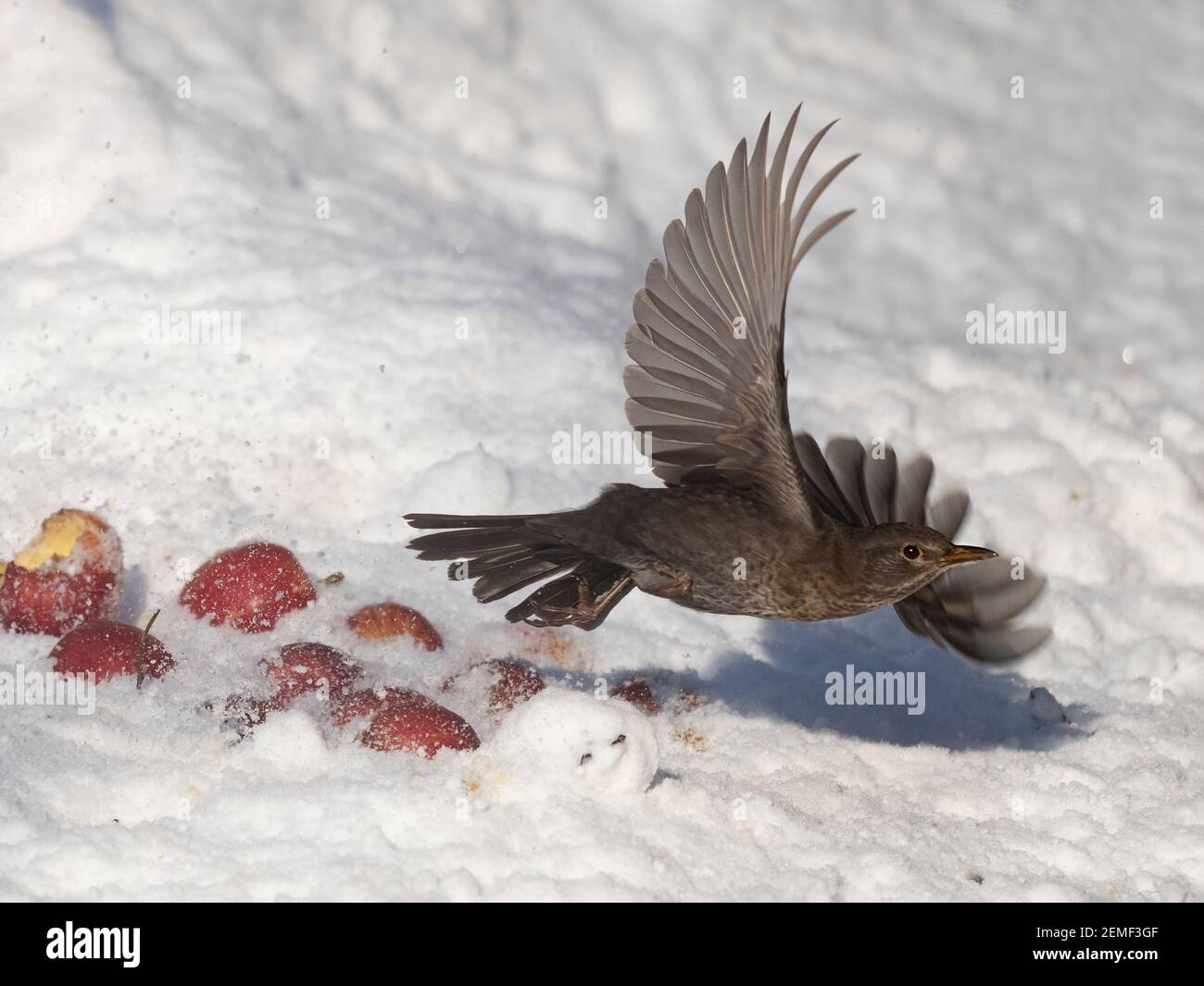 Amsel, Turdus merula, Weibchen im Schnee im Garten, North Norfolk, Februar Stockfoto