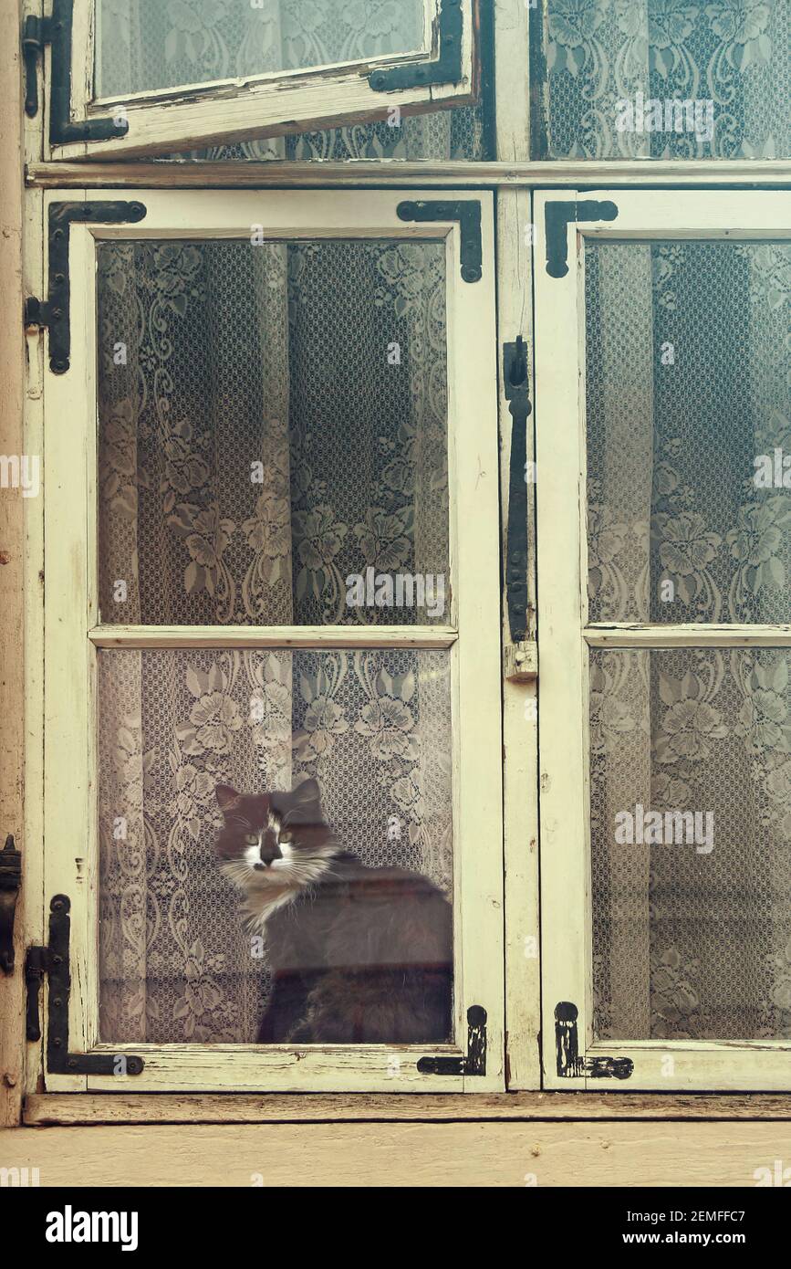 Schwarze flauschige mürrische Katze sitzen in alten Vintage-Fenster; vintage farbigen Foto. Stockfoto