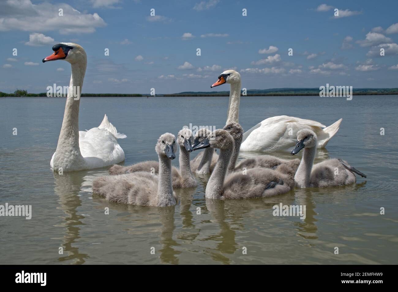 Vogel stumme Schwan (Cygnus olor) Familie mit niedlichen Baby Cygnets schwimmen zusammen im grünen Wasser See Balaton, Farbfoto Nr. 3. Stockfoto