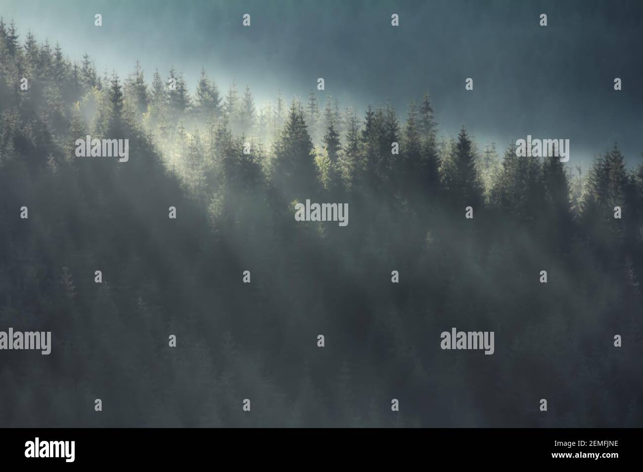 Dunkle geheimnisvolle Wälder auf hohen Hügeln Landschaft, neblige Waldlandschaft mit Nebel; Farbfoto. Stockfoto