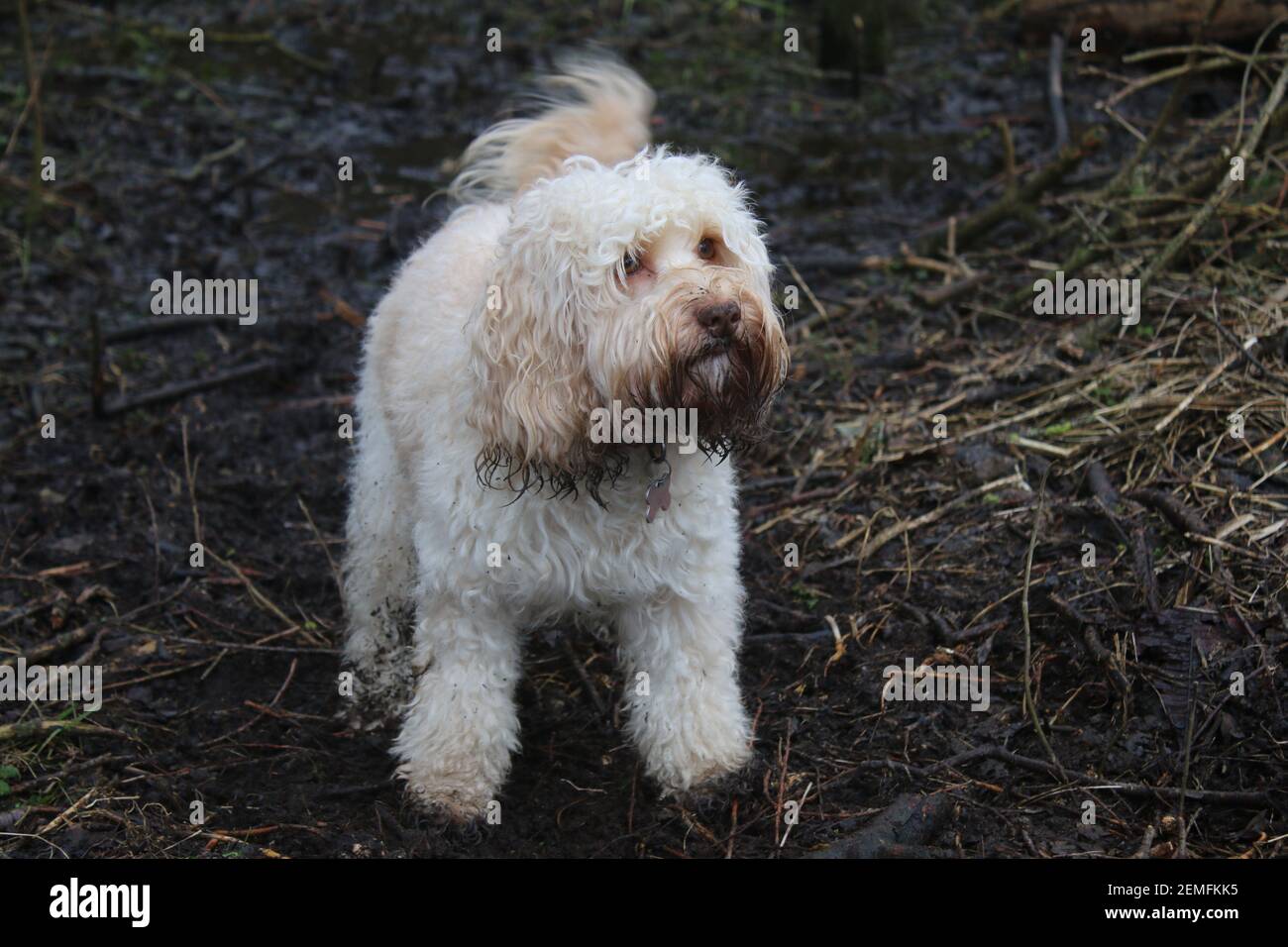 Hund im Freien in der Landschaft, Mann besten Freund niedlichen Terrier kleine englische Rasse Haustier schlammigen goldenen Haarmantel wachsam stand in schlammigen Holz Land Stockfoto