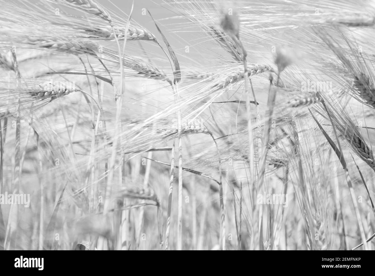 Schwarz und weiß Low-Key-Hintergrund woth viele Weizenspikelets, Landwirtschaft und wachsenden Lebensmittelkonzept Stockfoto