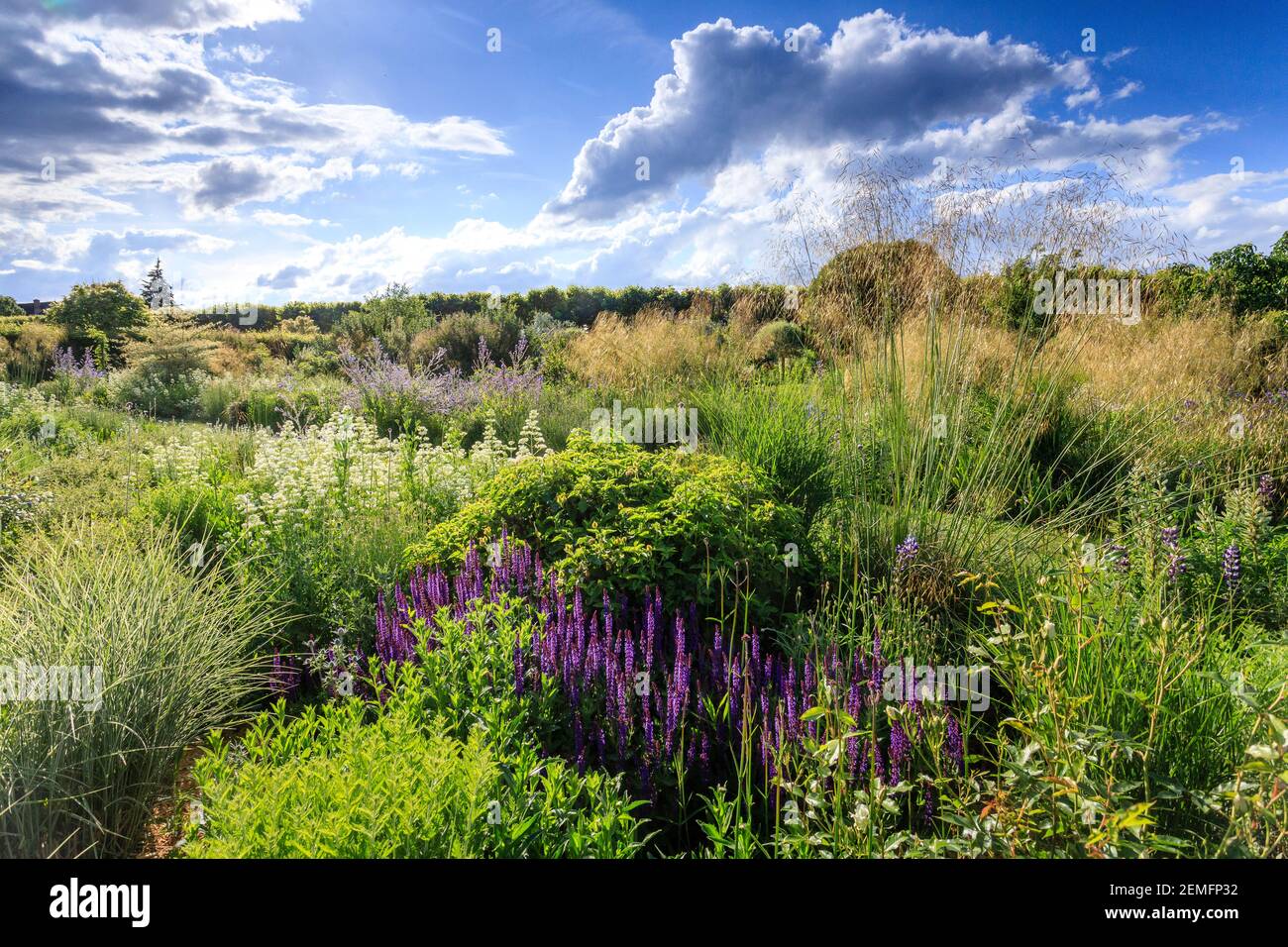 Frankreich, Indre et Loire, Loire-Tal, das von der UNESCO zum Weltkulturerbe erklärt wurde, das Schloss und die Gärten von Villandry, der Jardin du Soleil, das Chambre de Stockfoto