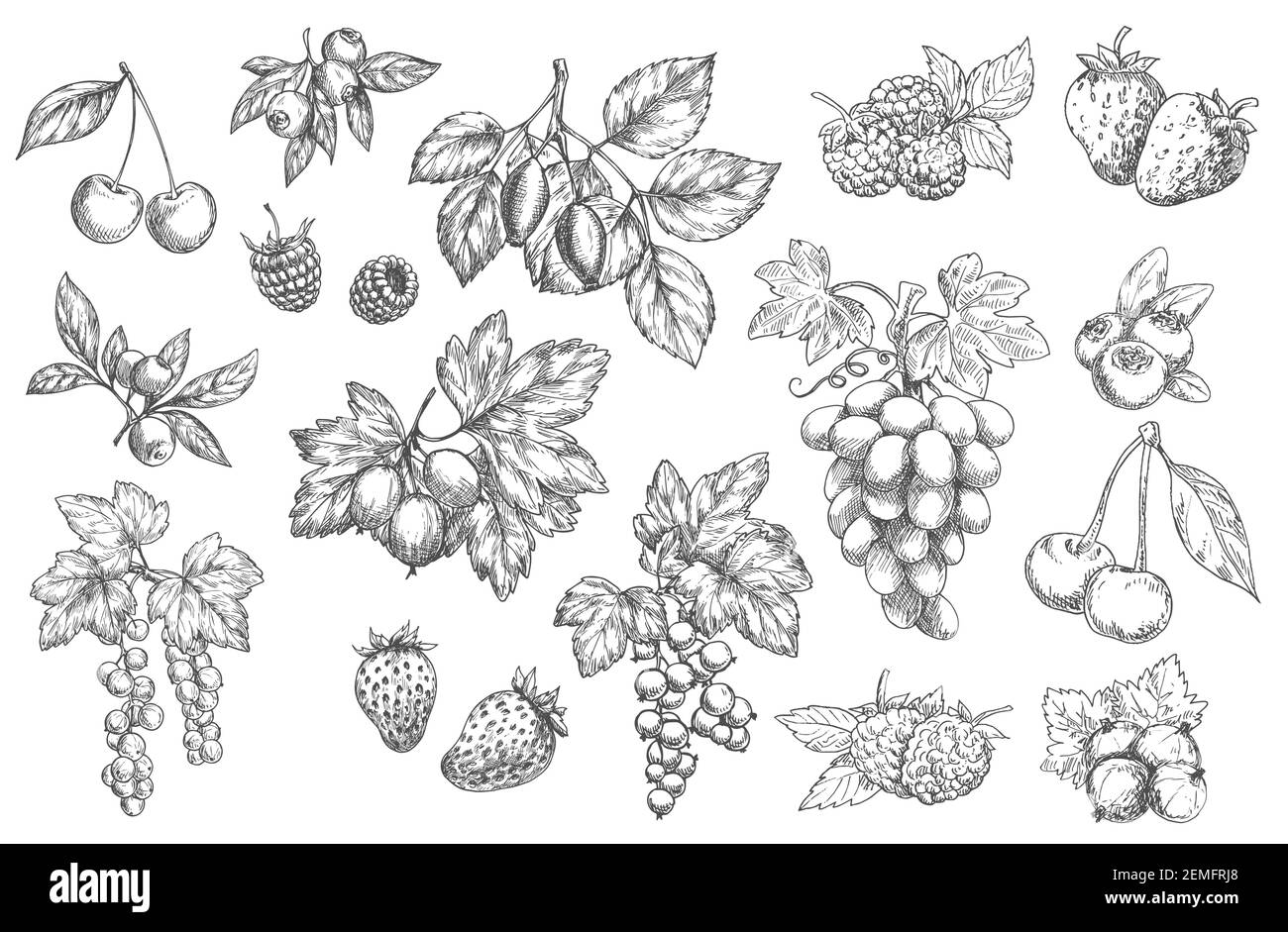 Skizze Beeren Vektor Kirsche, Heidelbeere und Wildrose Hüfte mit Himbeere. Obstgarten oder Garten Brombeere, Trauben, und Preiselbeere, Stachelbeere, Johannisbeere und Stock Vektor