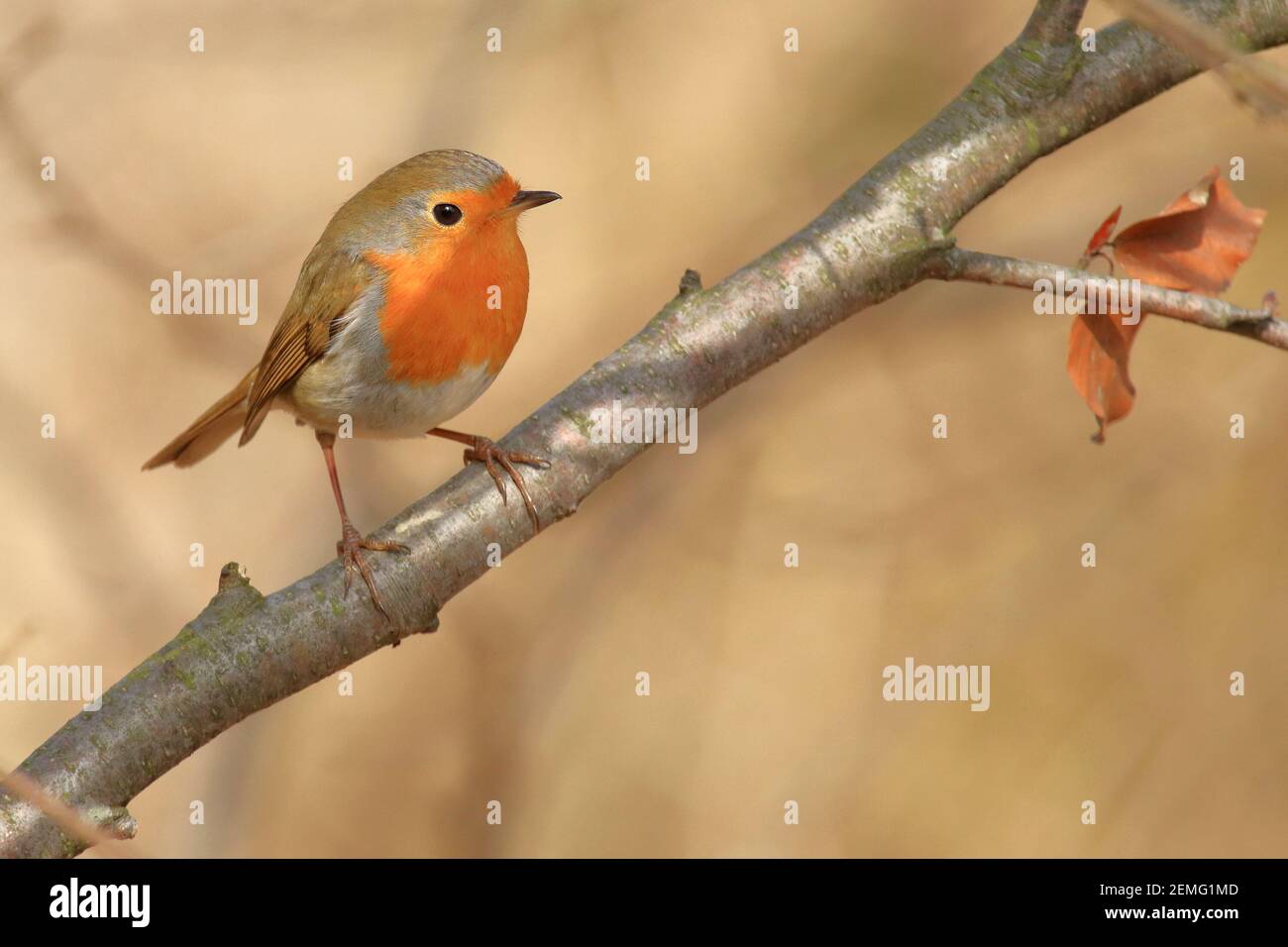 Niedlicher kleiner Vogel, Europäischer Rotkehlchen Stockfoto