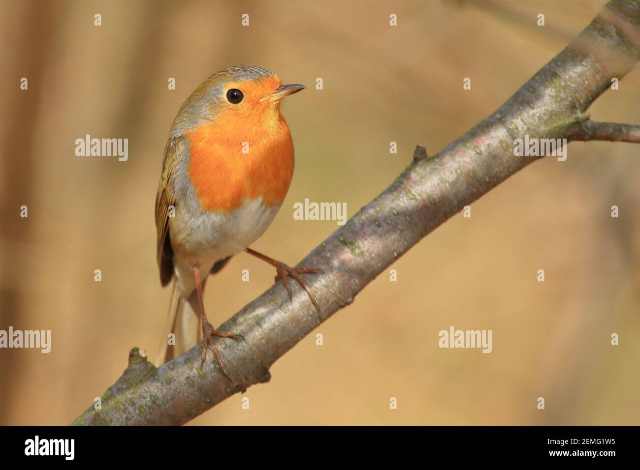 Niedlicher kleiner Vogel, Europäischer Rotkehlchen Stockfoto