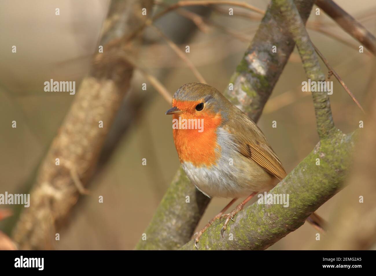 Niedlicher kleiner Vogel, Europäischer Rotkehlchen Stockfoto