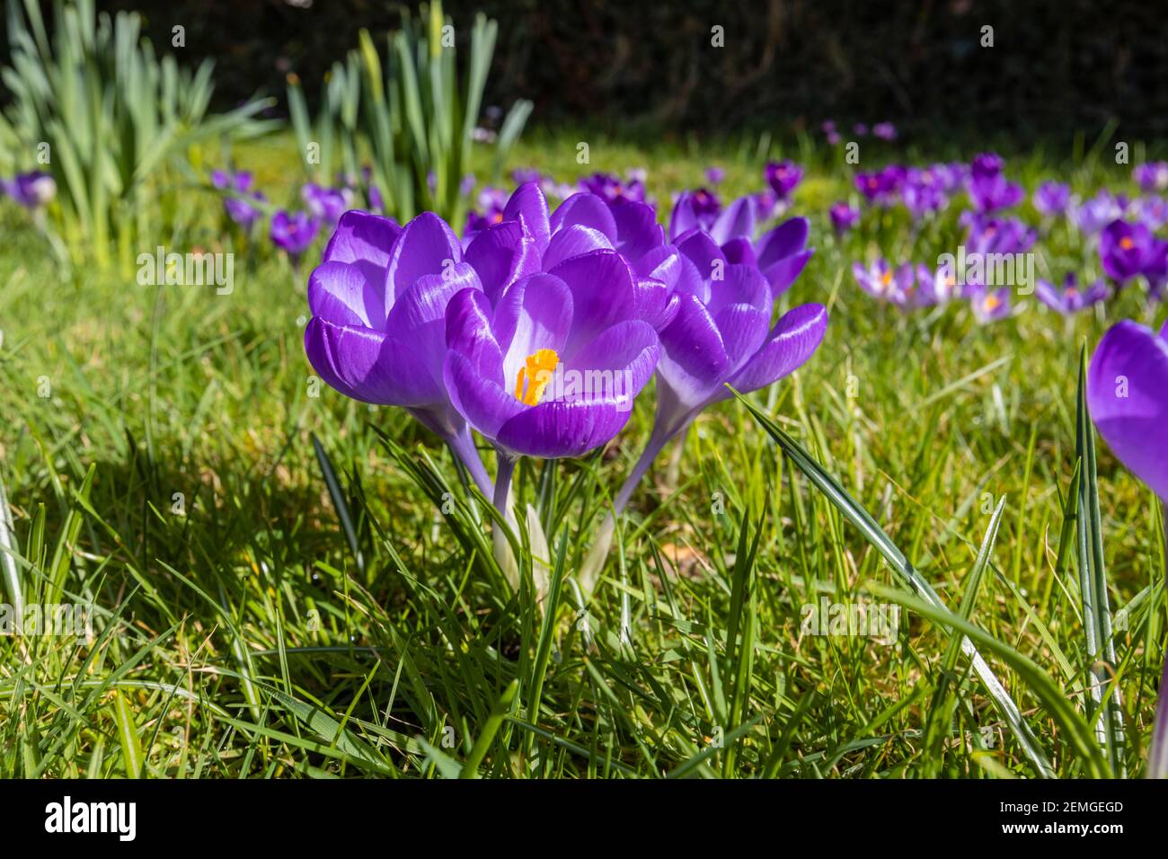 Nahaufnahme von offenen violetten Krokus (Crocus Vernus) Blüten mit gelben Anthern, die in einem Gartenrasen in Surrey, Südostengland, blühen Stockfoto