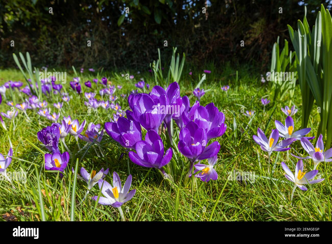 Nahaufnahme von offenen violetten Krokus (Crocus Vernus) Blüten mit gelben Anthern, die in einem Gartenrasen in Surrey, Südostengland, blühen Stockfoto