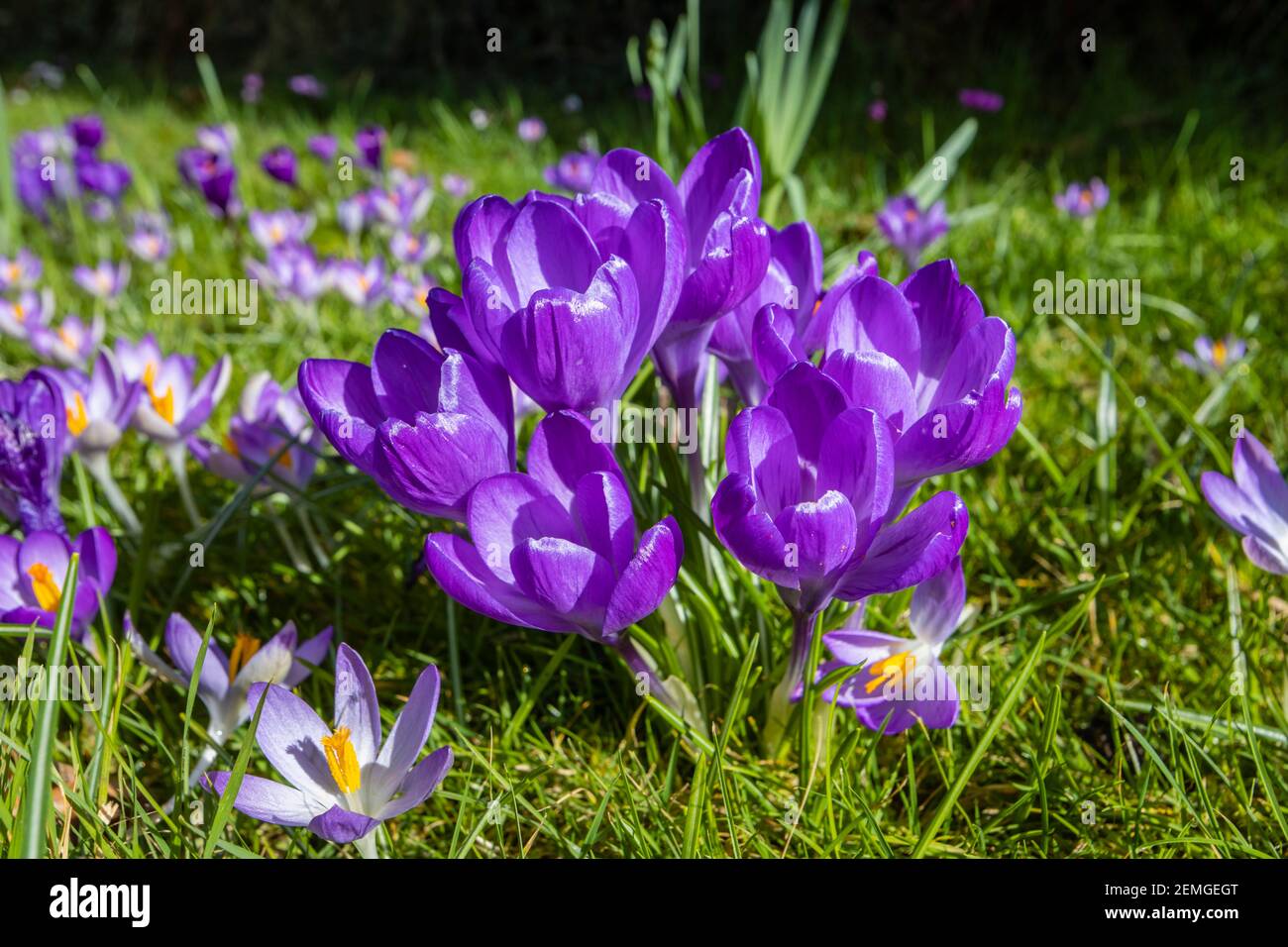 Nahaufnahme von offenen violetten Krokus (Crocus Vernus) Blüten mit gelben Anthern, die in einem Gartenrasen in Surrey, Südostengland, blühen Stockfoto
