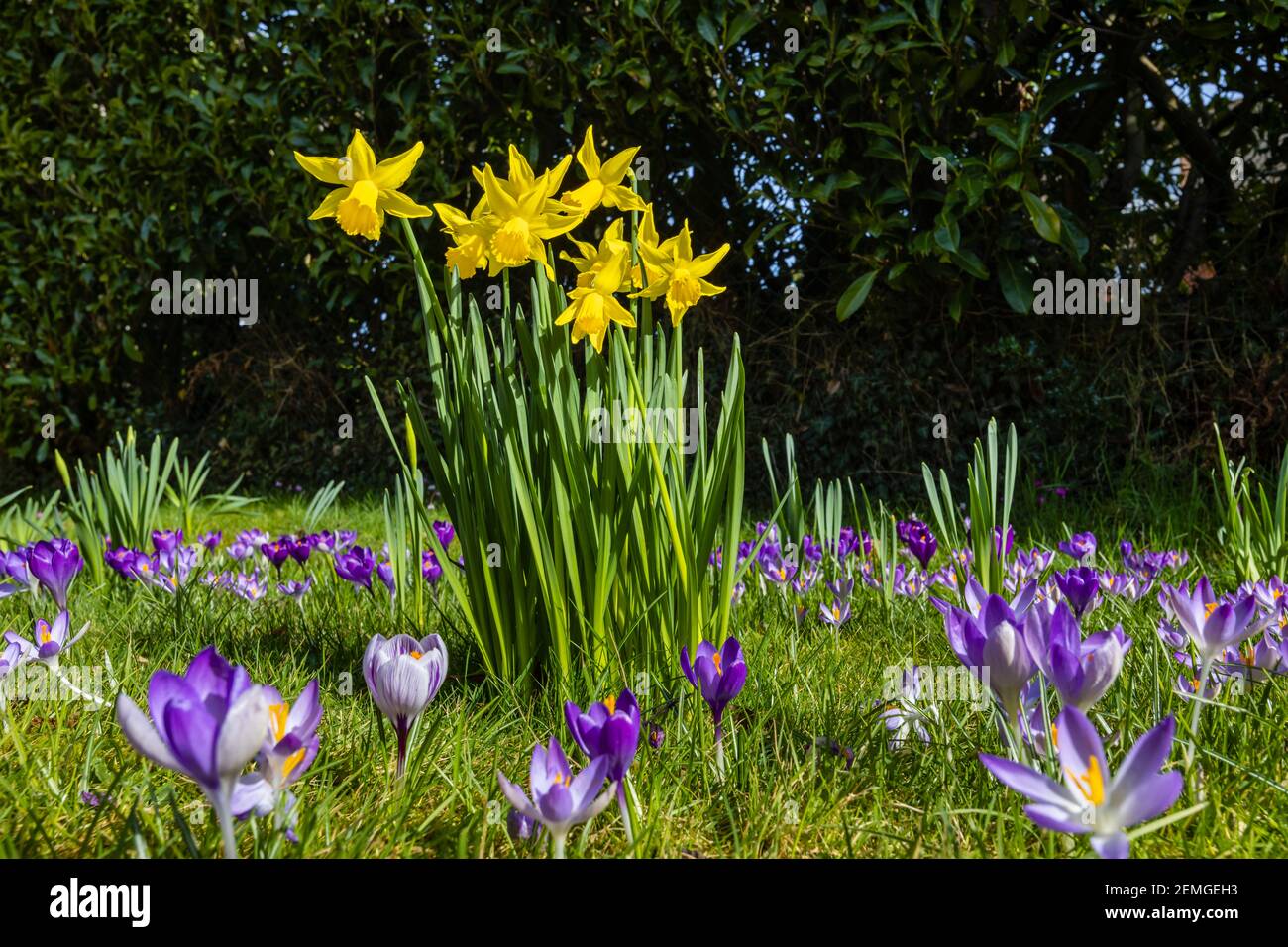 Frühe Blüte Narcissus 'February Gold' blüht im Winter auf einem Rasen mit offenen violetten Krokusblüten in einem Garten in Surrey, Südostengland Stockfoto