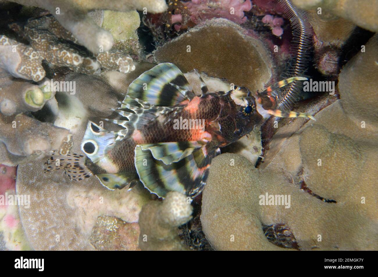 Twinspot Lionfish, Dendrochirus biocellatus, Nachttauchgang, Mimpi Channel Tauchplatz, nahe Menjangan Island, Bali, Indonesien Stockfoto
