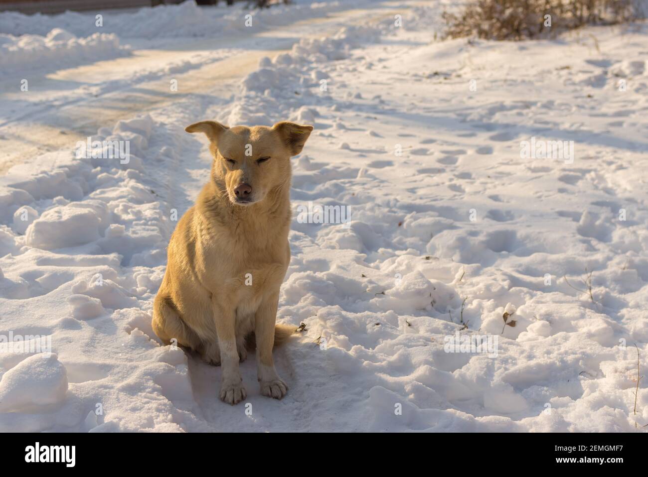 Portrait von niedlichen gelben Mischlingshund sitzend einsam auf Schneebedeckte Straße und ertrinken Stockfoto