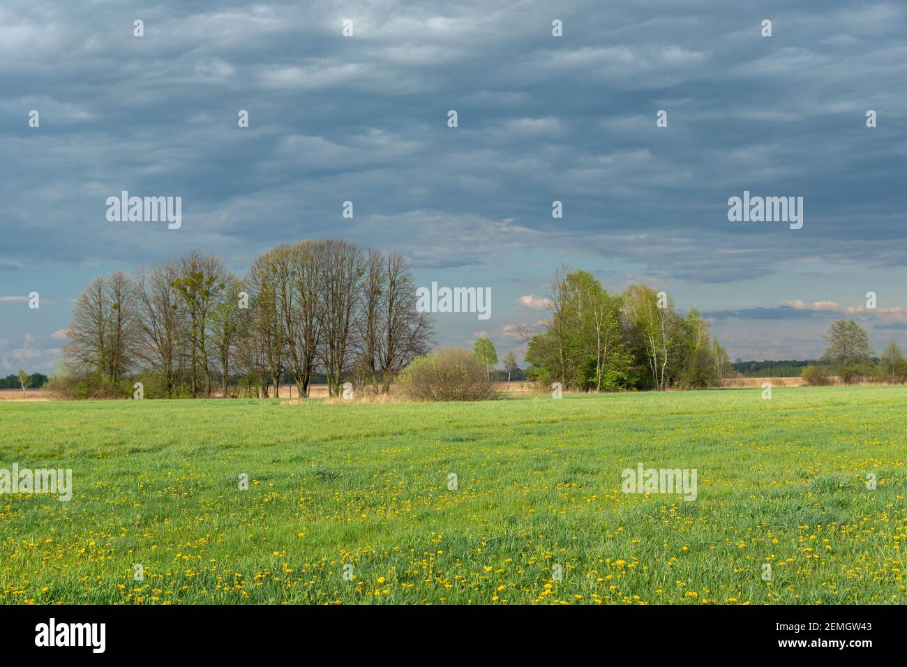 Gelbe Löwenzahn-Blüten auf grüner Wiese, Bäume und Wolken, Frühlingsansicht, Nowiny, Ostpolen Stockfoto