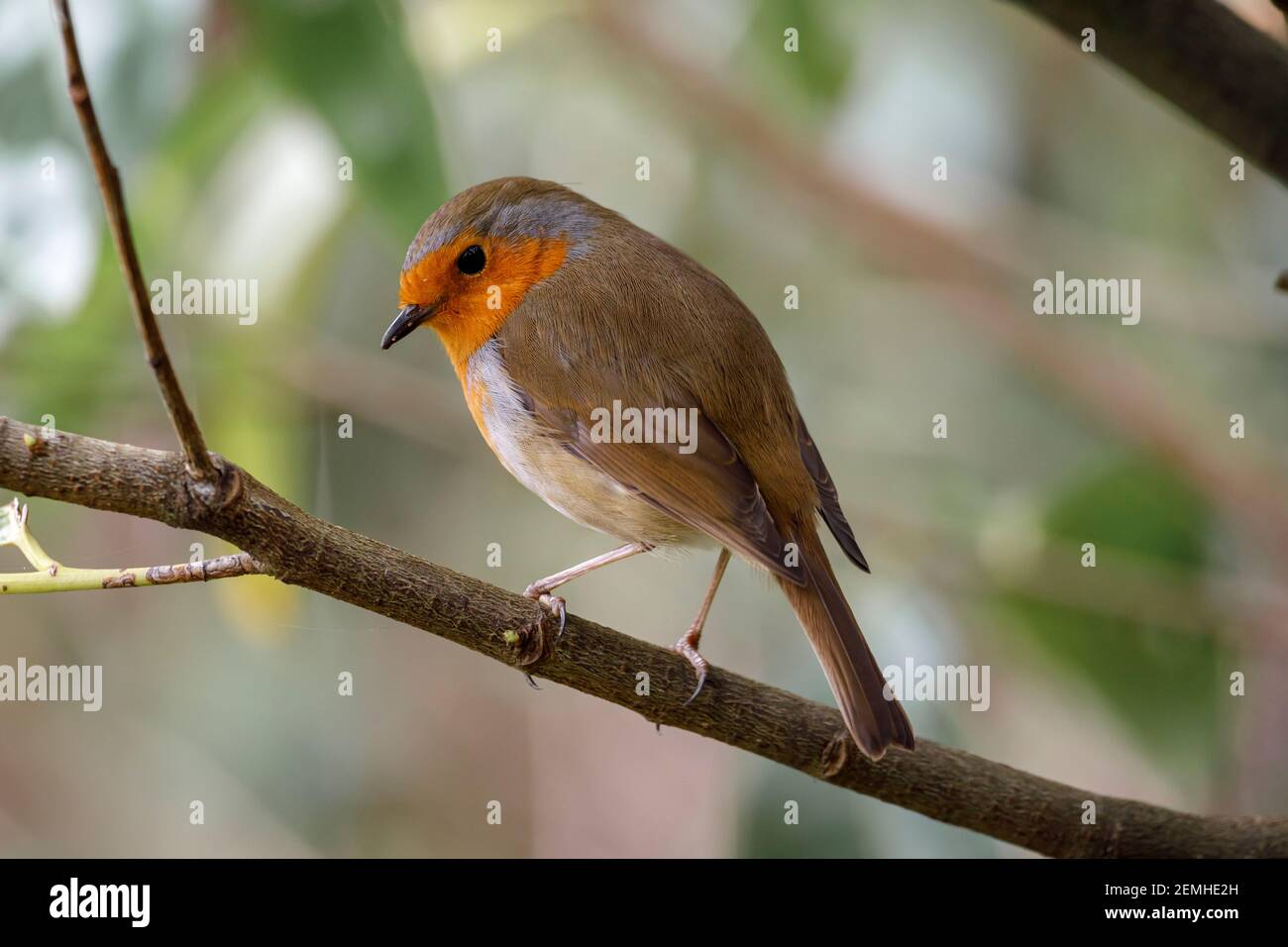 Rotbrustvogel (Erithacus rubecula) East Sussex, England, Großbritannien Stockfoto