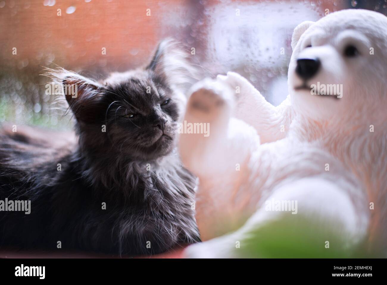 Kätzchen und Spielzeugbär auf der Fensterbank Stockfoto