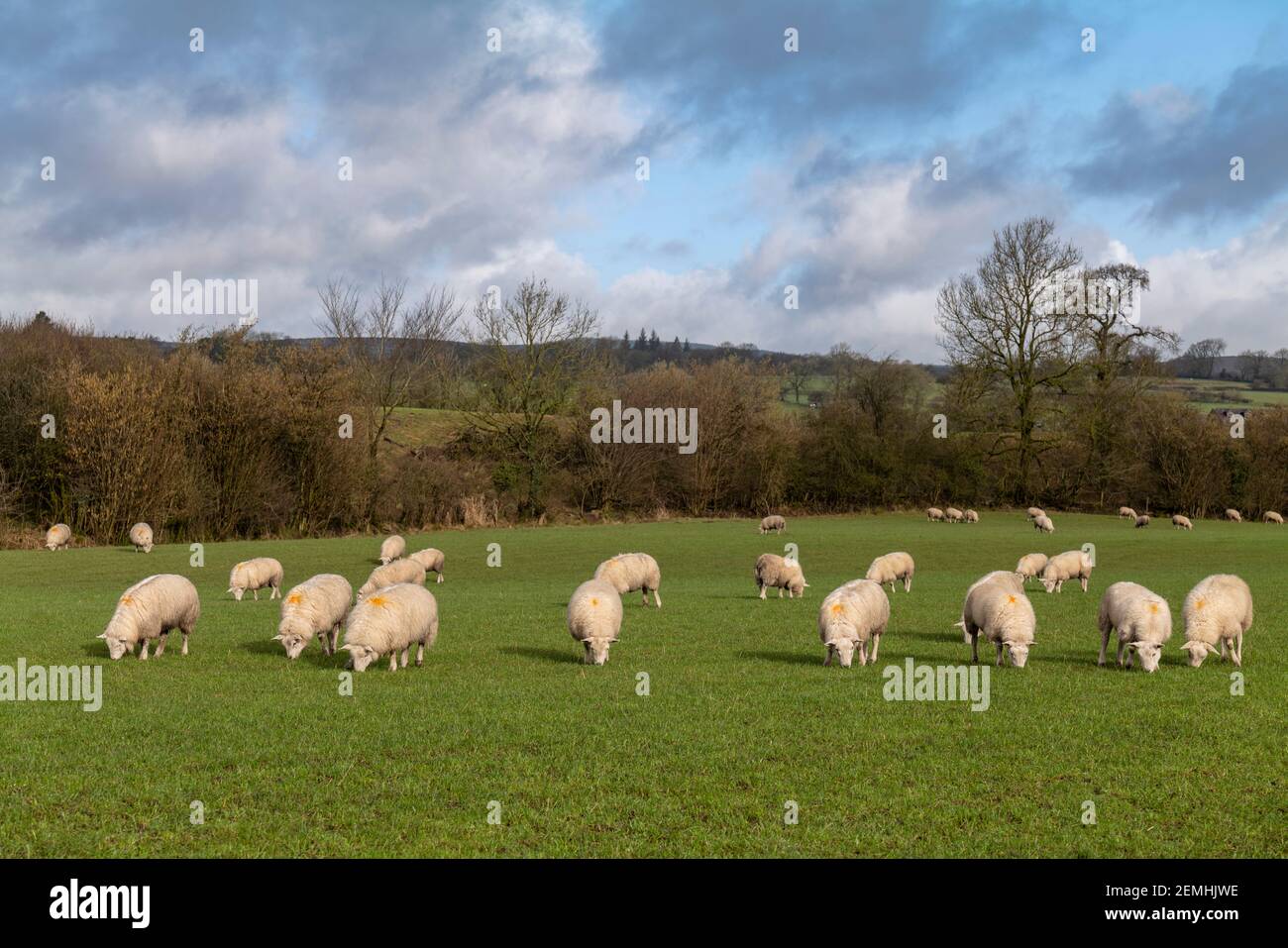 Stark schwangere Schafe genießen die Grasweiden des Ribble Valley, Lancashire, Großbritannien. Der Frühling steht vor der Tür. Stockfoto