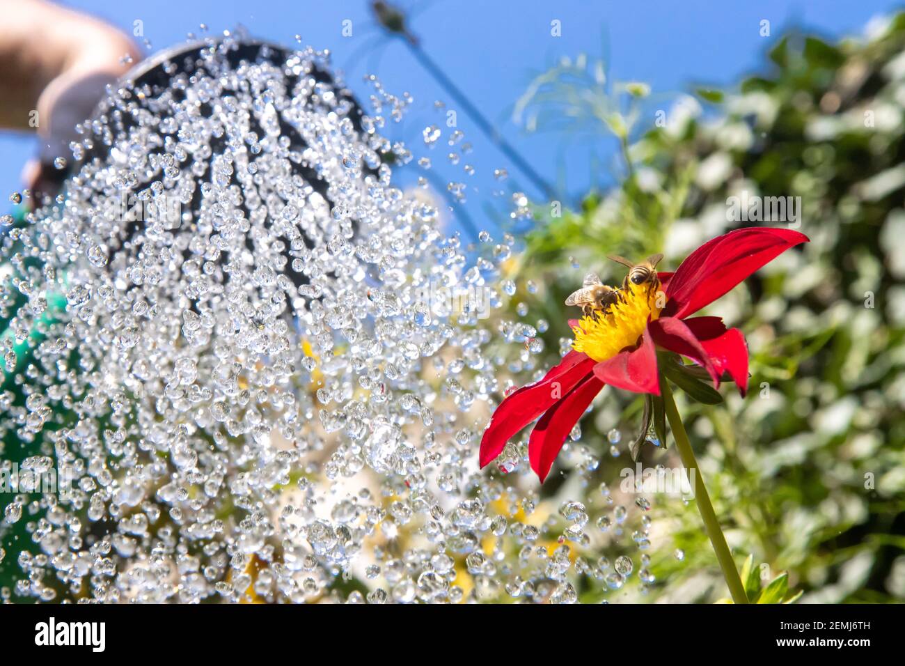Blumen in einem Sommergarten gießen. Honigbienenarbeiten auf der Blume im Garten mit dem Wasser aus der Gießkanne auf dem Hintergrund. Stockfoto
