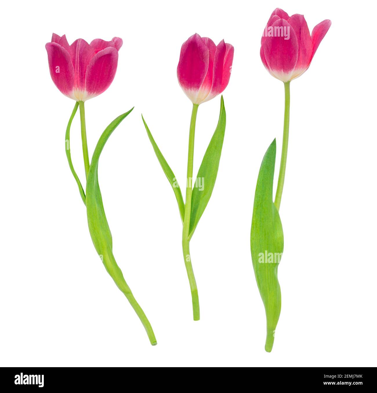 Frühlingsblumen. Dunkelrote Tulpen isoliert auf weißem Hintergrund. Verschiedene Tulpen Stockfoto